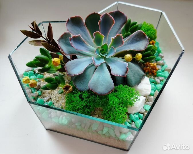 Флорариум, подарок, букет учителю, цветы