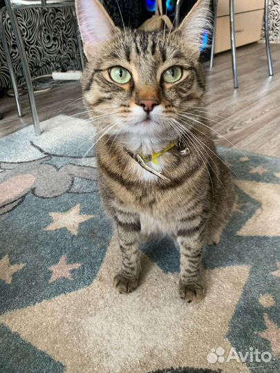 Отдаю кошек + весь инвентарь