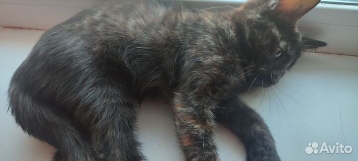 Котёнок девочка трёхцветная