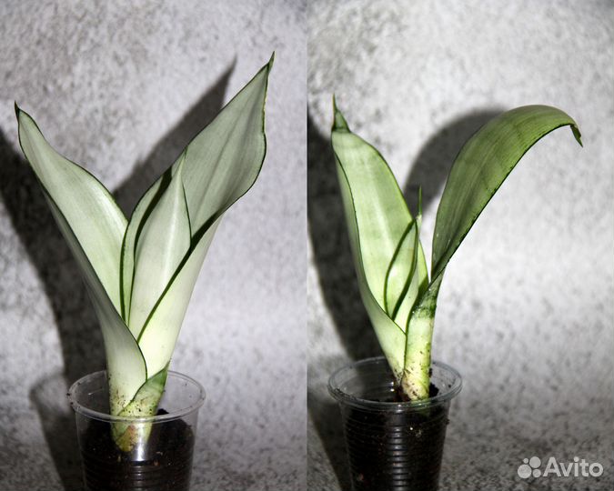 Сансевиерии сортовые