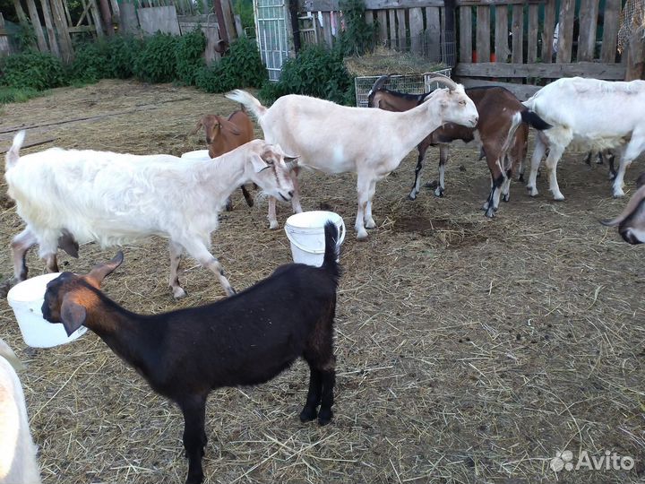 Козы и козлята