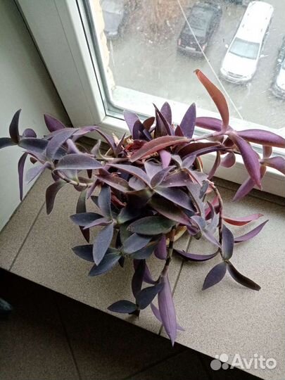 Хатиора, хойя, сингониум пинк