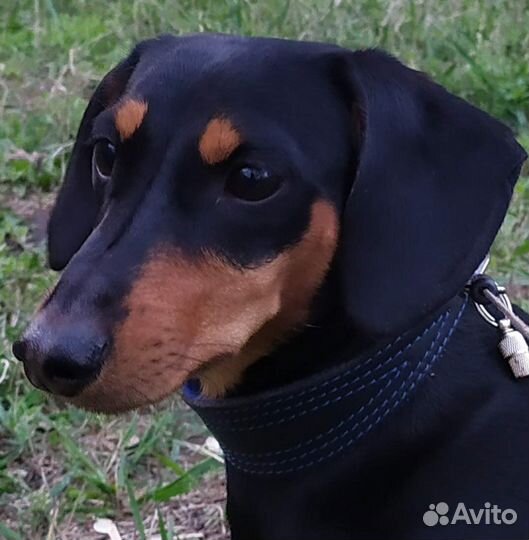 Щенки Таксы