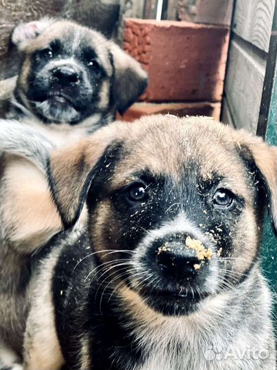 Щенки ищут дом