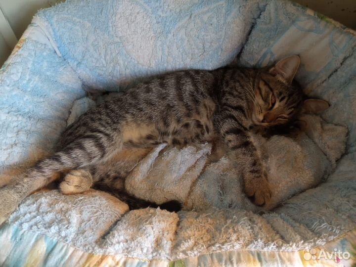 Котенок в добрые руки