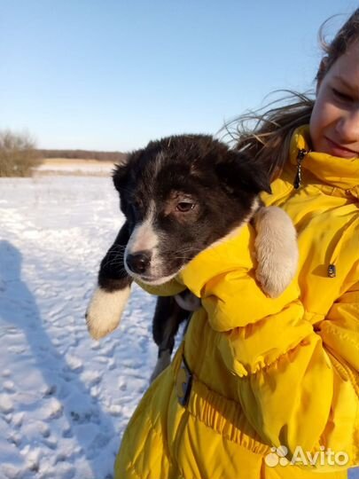 Отдам щенков маленькие ростом - хорошие звоночки