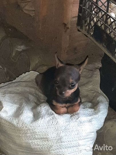 Мини микро той-терьер