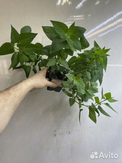 Монарда лимонная