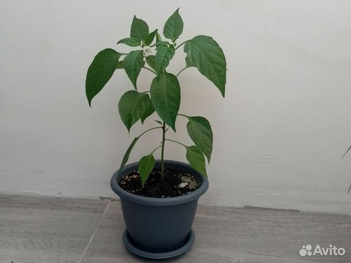 Перец огонек, комнатный