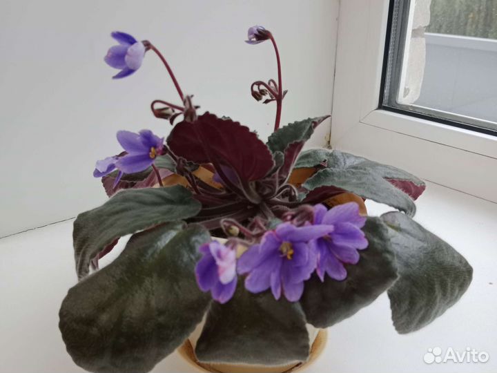 Фиалки продолжение