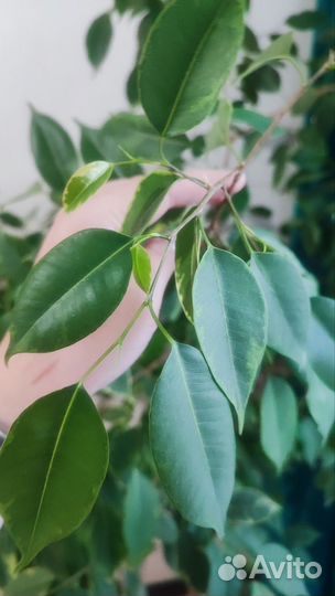 Фикус бенджамина пестролистный
