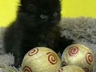 Котята Мейн-кун 05.11.2021г.р объявление продам