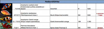Рыба-клоун
