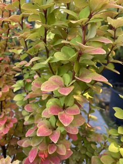 Барбарис Мария