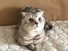 Шотландский вислоухий кот вязка