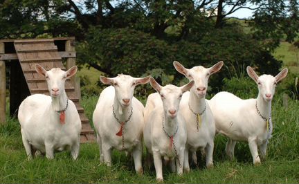 Зааненские дойные козы