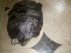 Красноухая земноводная черепашка Тарантелла, длина объявление продам