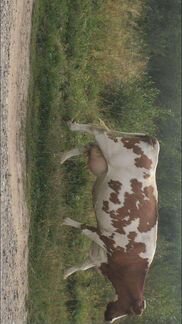 Корова - фотография № 10