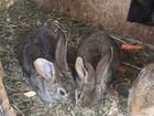 Кролики гиганты