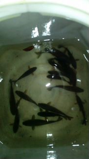 Живец карась