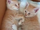 Кому счастье в дом Два котика-солнышка