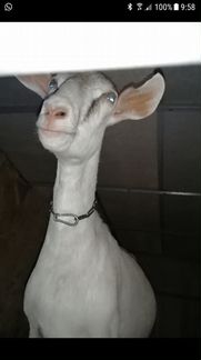 Дойная коза Заано-Нубийская - фотография № 3