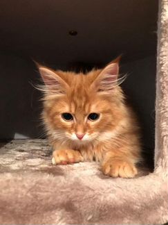 Золотой котенок