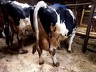 Корова голштинская объявление продам
