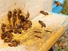 Пчелы с улеем