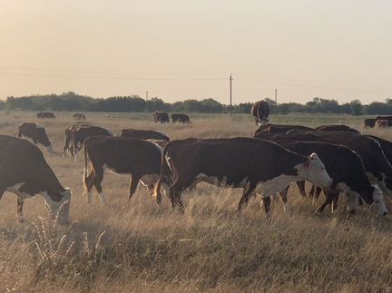 Коровы, нетели, телки породы герефорд - фотография № 6