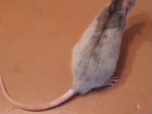 Крыса домашняя
