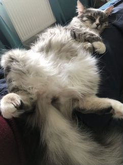 Жижа. Самая лучшая кошка на свете:)