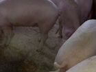 Свиньи на мясо объявление продам