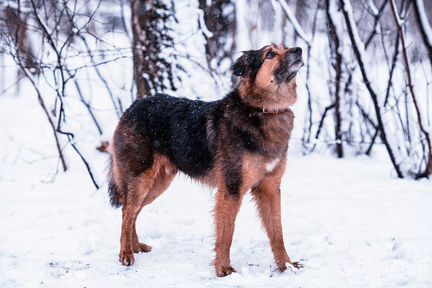 Джони в поиске новых хозяев