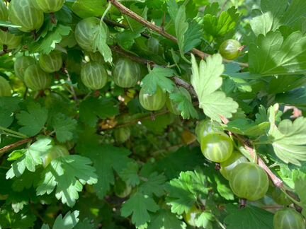 Крыжовник Малахит саженцы, кусты, земляника усы