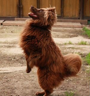 Метис медвежонка в добрые руки