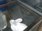 Кролики Хиколь