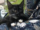 Чёрно-белый котенок объявление продам
