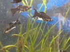 Рыбки пятнистые черные моллинезии