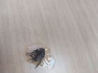 Самая чистая муха В мире (В антисептике)