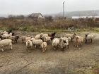 Овцы объявление продам