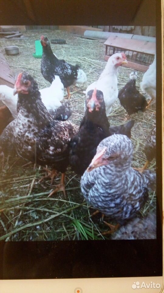 Cocks
