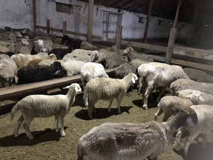 Овцы и ягнята