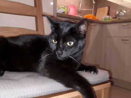 Черная кошка