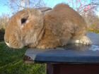 Кролик самец, породы Ризен объявление продам