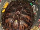 Красноухая черепаха с аквариумом, обогревателем и