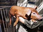 Поросята и свинки мясной породы Дюрок объявление продам