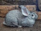 Кролик порода шиншилла