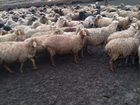 Овцы бараны ягнята 200 г