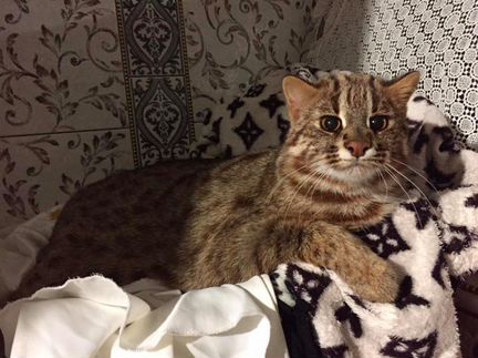 Бенгальская Азиатская кошка Северный подвид